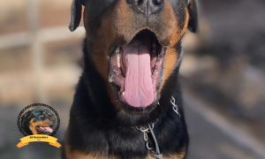 Yawn