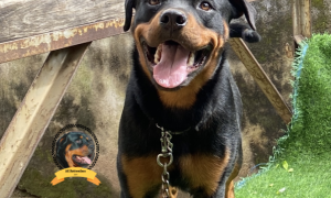Vamos 10 months Rottie Awesomeness